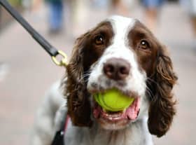 A police dog carries a tennis ball in his mouth at The All England Tennis Club in Wimbledon, southwest London, on July 2, 2019 (Photo by DANIEL LEAL/AFP via Getty Images)
