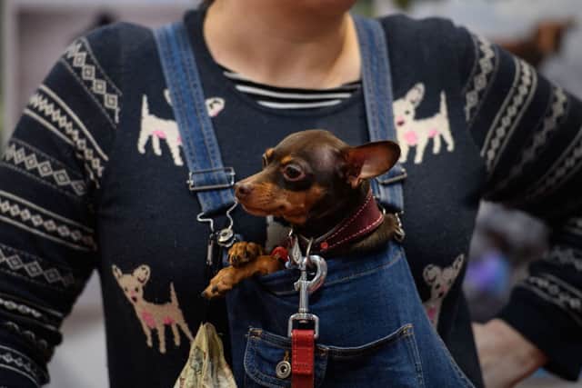 A woman carries a Russian Toy dog in a chest pouch on the first day of the Crufts dog show at the National Exhibition Centre in Birmingham, central England, on March 10, 2022. (Photo by OLI SCARFF/AFP via Getty Images)