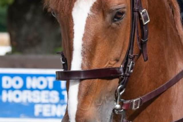 Police Horse Sandown who died after collapsing on duty at the Notting Hill Carnival, London. Credit: PA