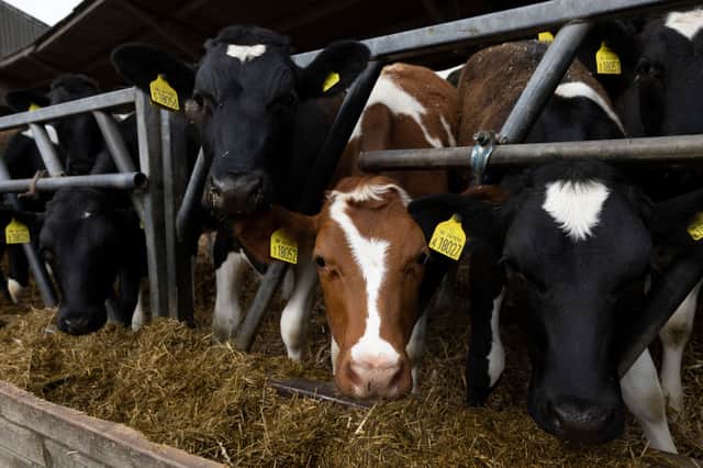 Dairy products have seen some of the worst price inflation due to the accelerating cost of farm inputs (image: Getty Images)