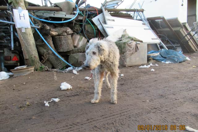 A dog chained up at Christine Kelly’s farm. Credit: RSPCA / SWNS