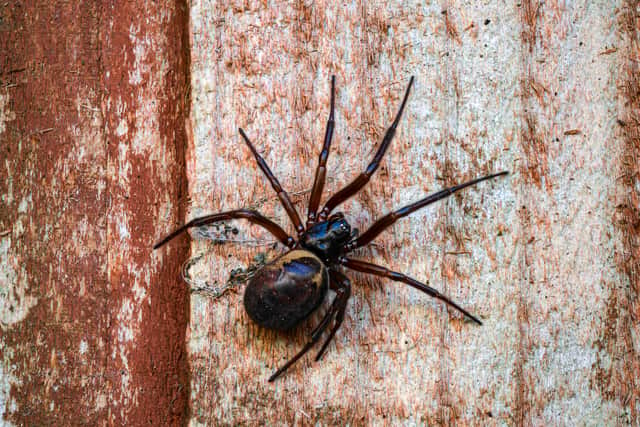 A false widow spider is known to be one of the most venomous species of arachnid in the UK. (Credit: Adobe)