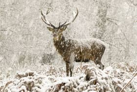 Wildlife Photographer of the Year 2022 Highly Commended entry: Eight-year-old photographer Joshua snapped this striking picture of a red deer stag in the snow at Richmond Park in London.