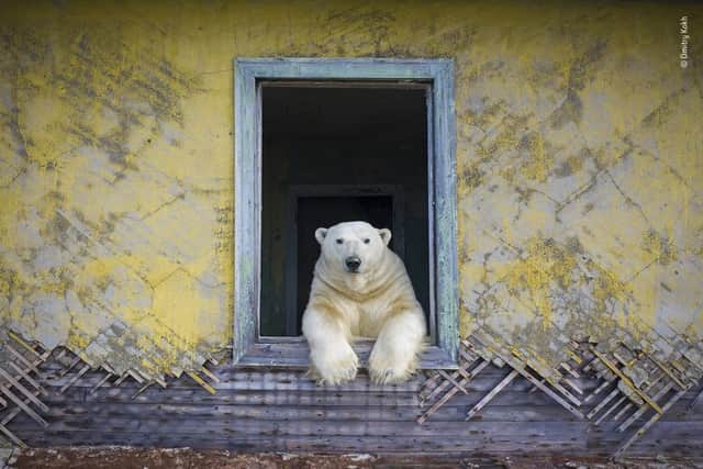 Wildlife Photographer of the Year 2022 Highly Commended entry: Dmitry Kokh took a picture of this polar bear who lives on the island of Kolyuchin in the Russian arctic.