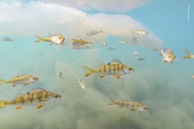 Wildlife Photographer of the Year 2022 Highly Commended entry: Photographer Tiina Törmänen came across the school of European perch on her annual lake snorkel. 