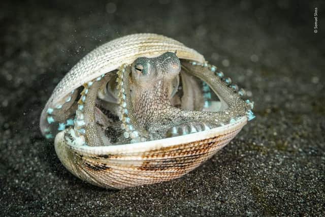 Wildlife Photographer of the Year 2022 Highly Commended entry: Samuel Sloss' image is highly commended in the 15 to 17-year-old category in the Young Wildlife Photographer of the Year competition. He photographed this coconut octopus peeking out from its clam-shell shelter while muck diving.