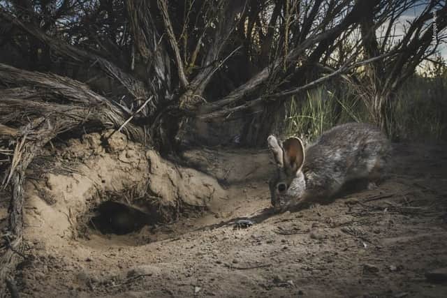 Wildlife Photographer of the Year 2022 Highly Commended entry: This meeting between a pygmy rabbit and a stink beetle was shot by Morgan Heim in the Columbia Basin. 