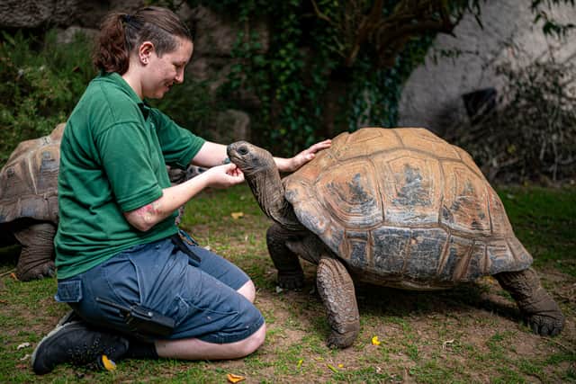 Reptile keeper Laura Cosgrove conducts a close health check on 40-year-old Helen, the Giant Tortoise, at Bristol Zoo Gardens ahead of its closure on Saturday (Photo: PA/Ben Birchall)