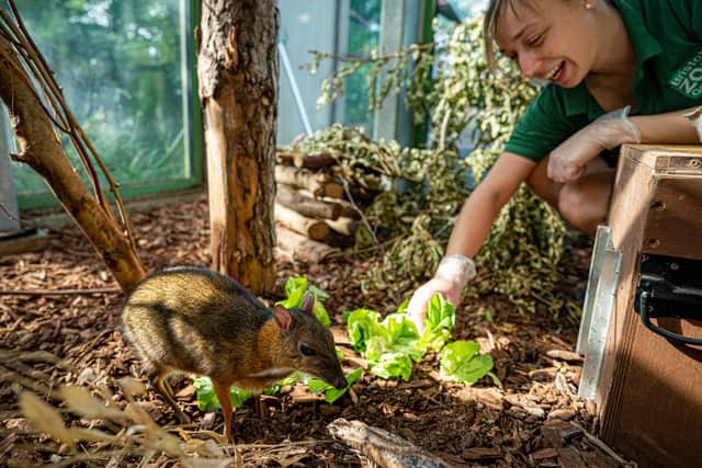 Otis, a one-year-old Lesser Malay Mouse Deer is training fed by keeper Dani Thatcher at Bristol Zoo Gardens (Photo: PA/Ben Birchall)