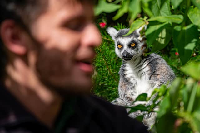 A ring tailed Lemur looks at a keeper at Bristol Zoo Gardens (Photo: PA/Ben Birchall)