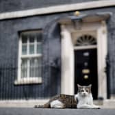 Larry the cat, sits outside the front door of 10 Downing Street (Pic: AFP via Getty Images)