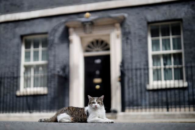 Larry the cat, sits outside the front door of 10 Downing Street (Pic: AFP via Getty Images)