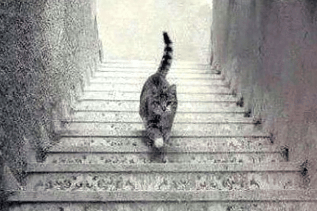 Which direction do you see the cat travelling on this flight of stairs?