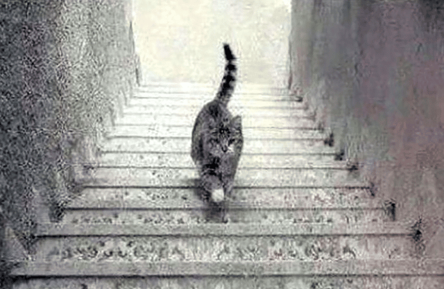 Which direction do you see the cat travelling on this flight of stairs?