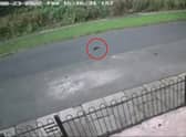 Video grab of footage showing the moment when a ‘poor’ kitten died on a stretch of tarmac after being hurled from a car window. Credit: SWNS