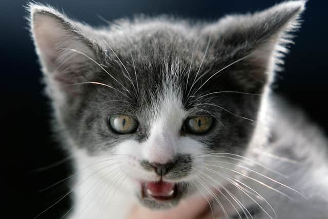 The app claims to translate your cat’s meows into human words (Pic: Getty Images)
