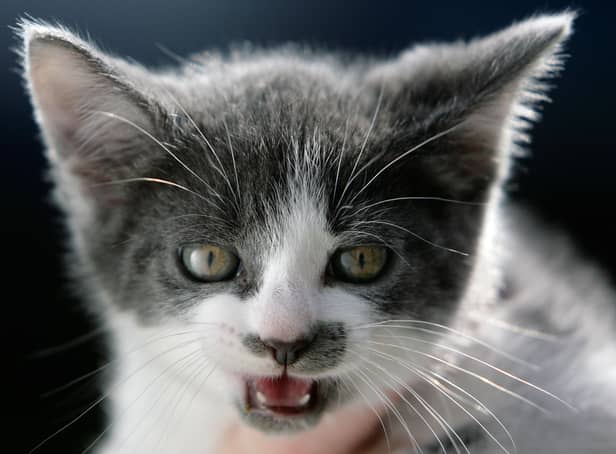 <p>The app claims to translate your cat’s meows into human words (Pic: Getty Images)</p>