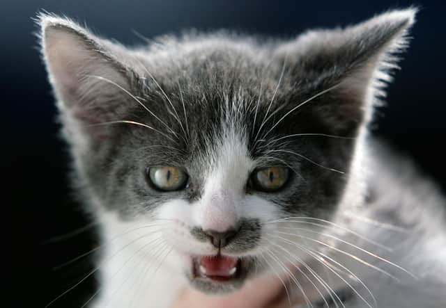 The app claims to translate your cat’s meows into human words (Pic: Getty Images)