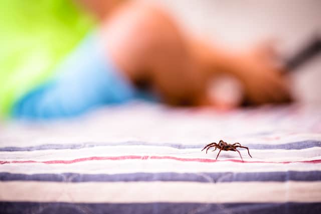 We all apparently swallow up to eight spiders in our sleep each year - but is that true? 