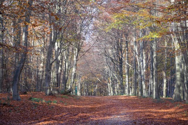 Sherwood Forest, where Center Parcs has one of its five UK sites. Credit: Adobe Stock