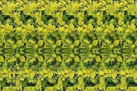 Can you see the giraffe in this optical illusion?