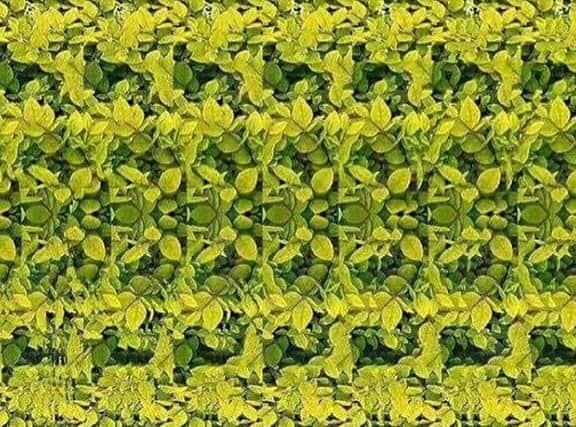 Can you see the giraffe in this optical illusion?