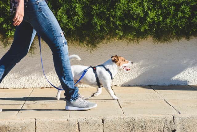 Collars with an identity tag must still be worn even if owners walk their dog using a harness (Photo: Adobe)