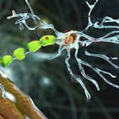 Degradation of motor neurons, conceptual 3D illustration. (Kateryna_Kon - stock.adobe.com)