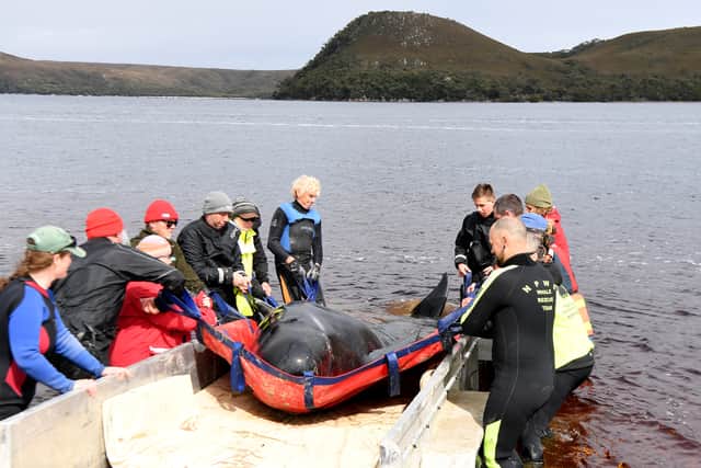 Marine conservationists have launched a rescue mission after 230 pilot whales became stuck on land in Australia. The image is from a 2020 rescue mission from whales became beached in another area of the country.