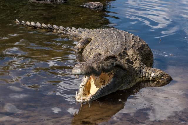 Things to know about crocodiles, including where they live and what they eat.