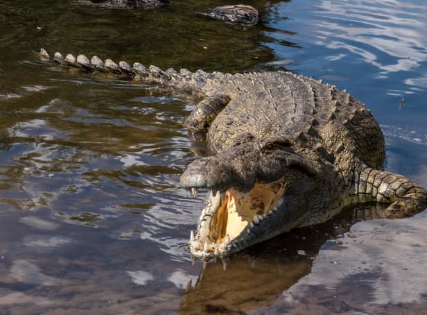 Things to know about crocodiles, including where they live and what they eat.