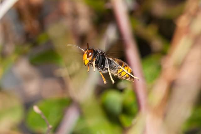 Asian hornets pose a significant risk to honey bee populations (Photo: Adobe)