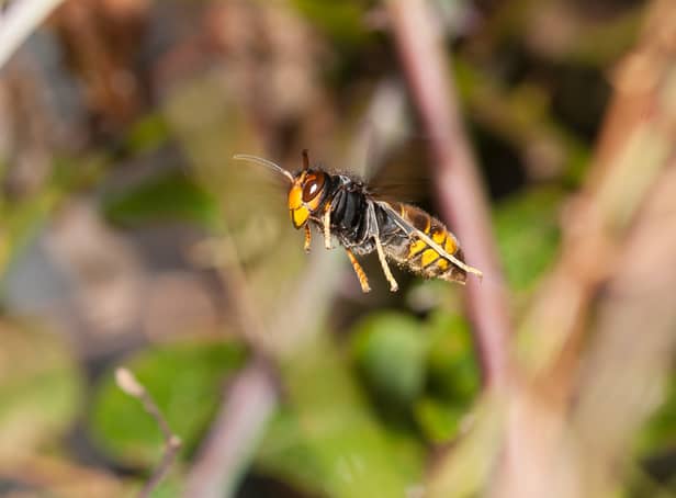 <p>Asian hornets pose a significant risk to honey bee populations (Photo: Adobe)</p>