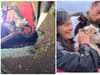 Footage shows moment dog is rescued after spending over 26 hours down an old mining shaft in Cornwall