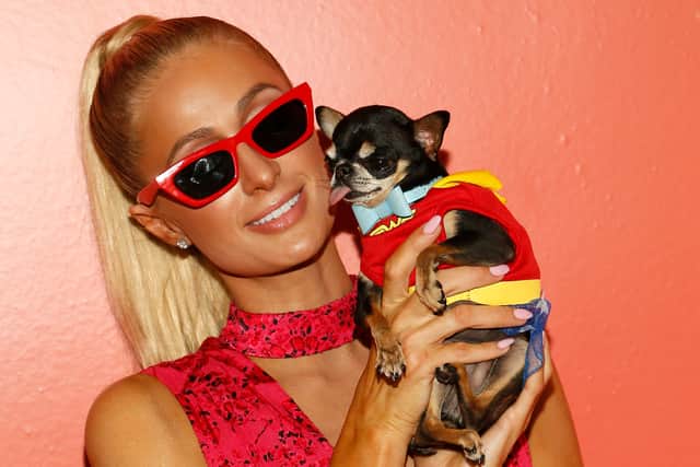 Paris Hilton would take her chihuahua Diamond Baby to events, including New York Fashion Week. (Photo by Paul Morigi/Getty Images for NYFW: The Shows)