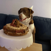 People have reacted with joy to a TikTok video showing a dog enjoying his birthday party.