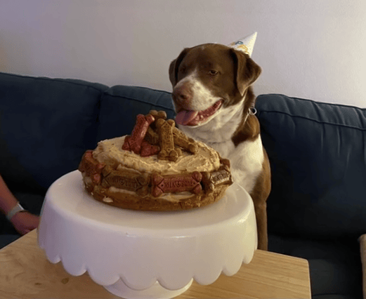 People have reacted with joy to a TikTok video showing a dog enjoying his birthday party.