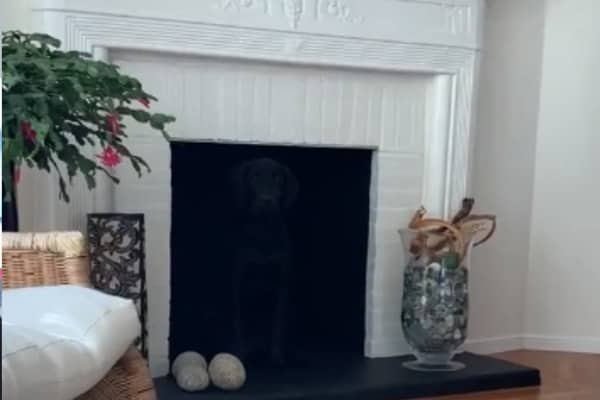 Can you spot the dog hiding in this living room?