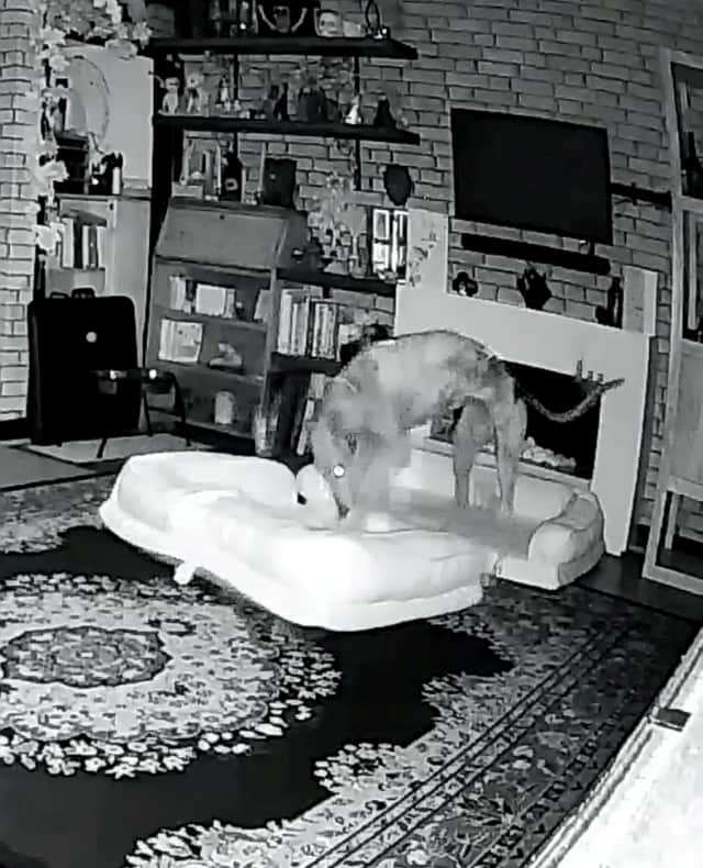 Dog owners were shocked when CCTV showed their pooch rearranging the furniture in the middle of the night - to give herself a comfy double bed.  