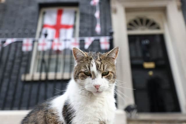 Larry the Downing Street cat relaxing outside Number 10 (Pic: AFP via Getty Images)