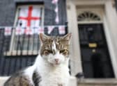 Larry the Downing Street cat relaxing outside Number 10 (Pic: AFP via Getty Images)