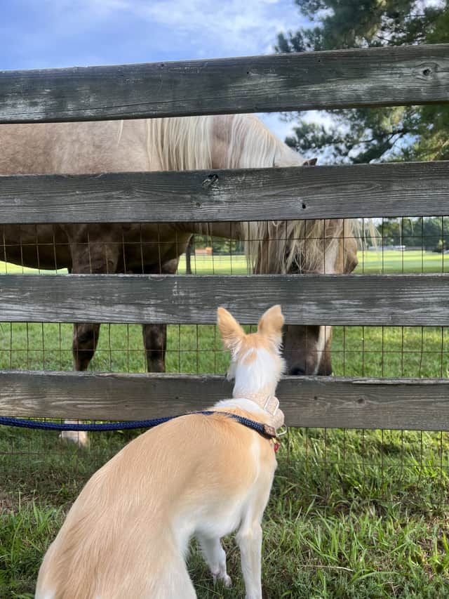 Pictured is dog Sugar who is obsessed with horses.