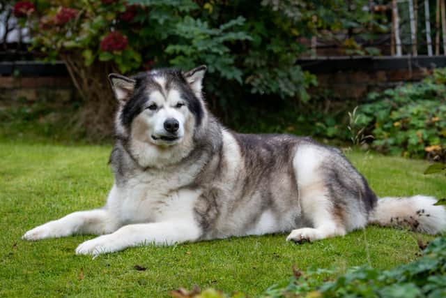 Alaskan Malamute dog Storm, who has saved the lives of two cats and protected his owner from burglars.