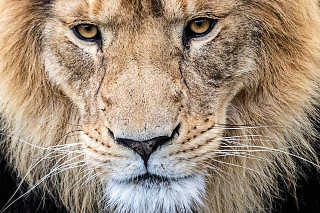 A lion is a natural born leader in the animal kingdom.