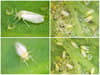 What are whiteflies? Tiny insects are swarming over parts of UK