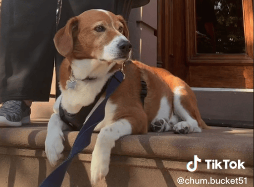 Charlie the dog, who’s very sweet reaction to seeing his best friend has been captured by his owner on TikTok.