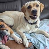 Five-year-old Bulldog, Coco, and 18-month-old Labrador Polly, have been praised by twins Molly and Chloe Appleton-Reeve, who say their pets saved their lives when their home caught fire.