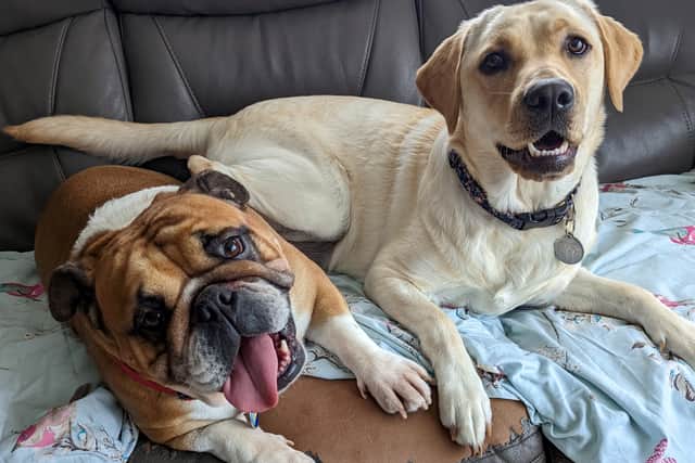 Five-year-old Bulldog, Coco, and 18-month-old Labrador Polly, have been praised by twins Molly and Chloe Appleton-Reeve, who say their pets saved their lives when their home caught fire.