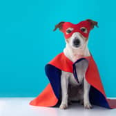 Best Halloween costumes for dogs.