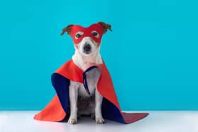 Best Halloween costumes for dogs and cats.